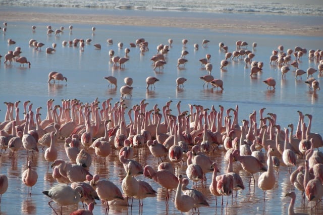 Balzende Flamingos in der Laguna Colorada Bolivien