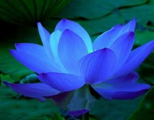 Lotus Blau Awakened Living