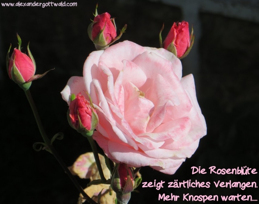 Die Rosenblüte Haiku Alexander Gottwald